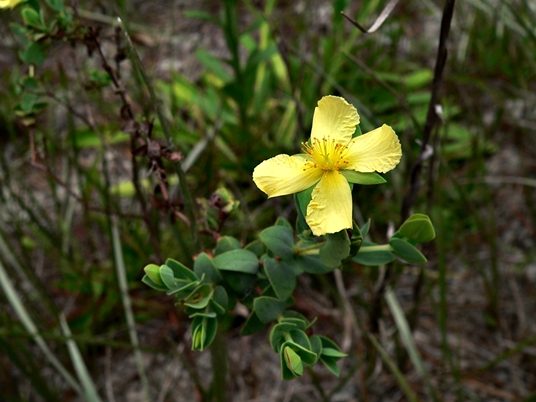 {Hypericum tetrapetalum}